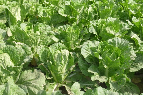 秋季怎么种植大白菜，定苗后亩施尿素15公斤