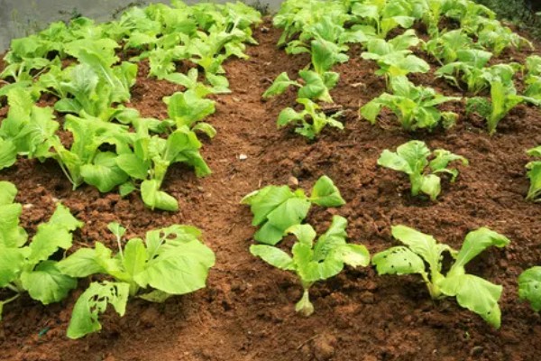 秋季怎么种植大白菜，定苗后亩施尿素15公斤