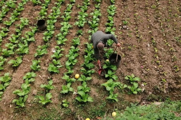 秋季怎么种植大白菜，定苗后亩施尿素15公斤