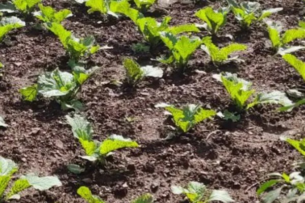 秋季怎么种植大白菜，定苗后亩施尿素15公斤