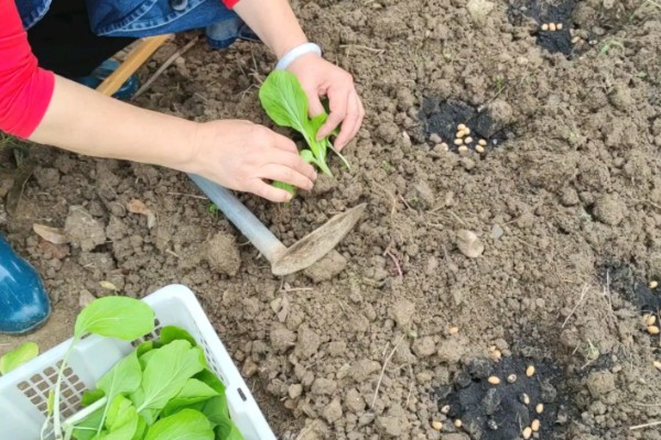 秋季怎么种植大白菜，定苗后亩施尿素15公斤