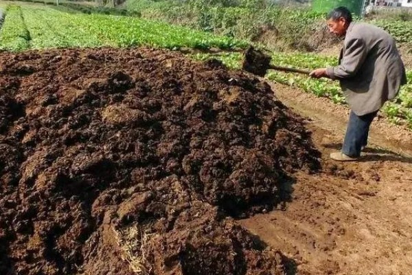 秋季怎么种植大白菜，定苗后亩施尿素15公斤