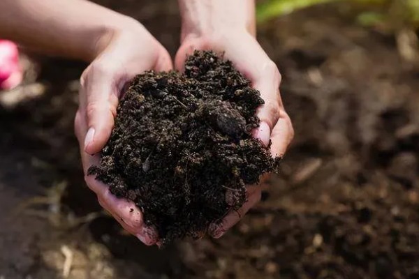 秋季怎么种植大白菜，定苗后亩施尿素15公斤