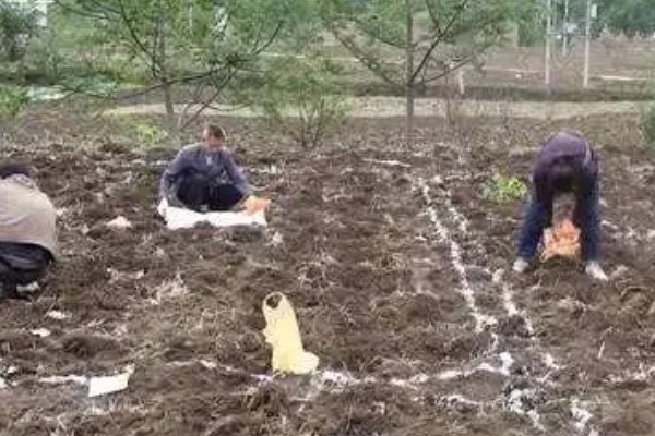 秋季怎么种植大白菜，定苗后亩施尿素15公斤