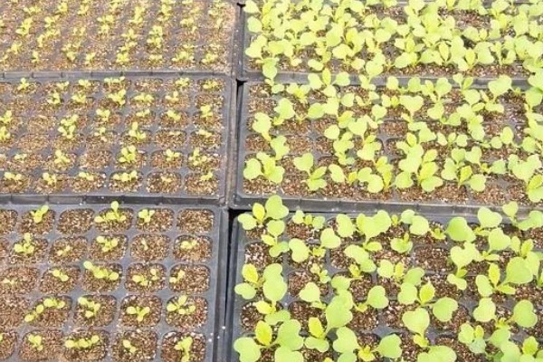 秋季怎么种植大白菜，定苗后亩施尿素15公斤