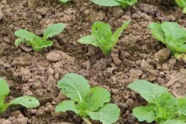 秋季怎么种植大白菜，定苗后亩施尿素15公斤