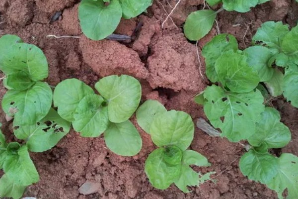 秋季怎么种植大白菜，定苗后亩施尿素15公斤