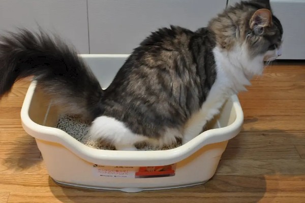 猫咪尿味太重如何清除，开窗透气可以有效去除