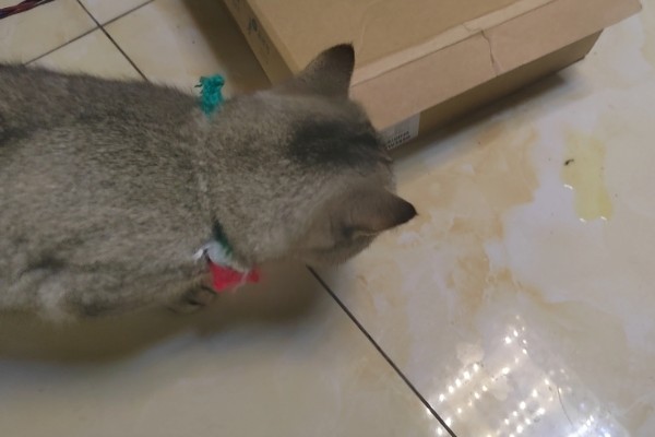 猫咪尿味太重如何清除，开窗透气可以有效去除