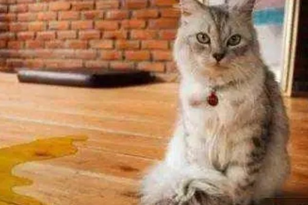 猫咪尿味太重如何清除，开窗透气可以有效去除