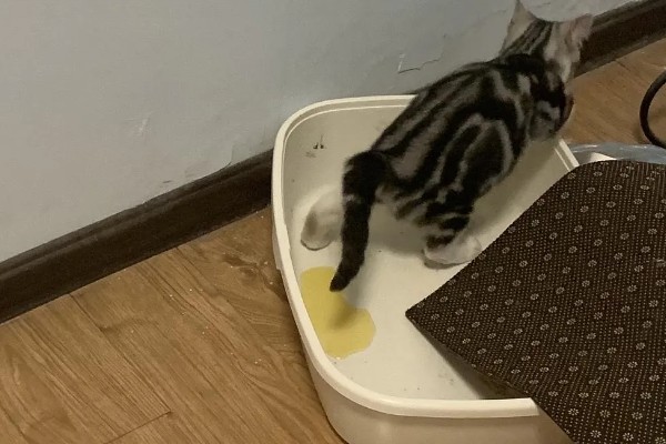 猫咪尿味太重如何清除，开窗透气可以有效去除