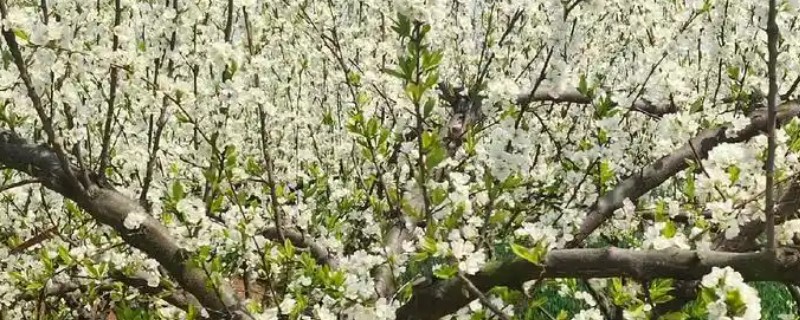 果树二次开花有哪些寓意,代表心中所想会迎来第二次转机