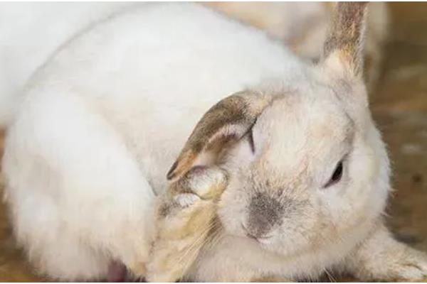 兔子应激后果，可能出现不吃不喝、烦躁不安等表现