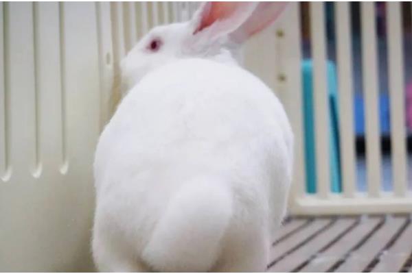 兔子应激后果，可能出现不吃不喝、烦躁不安等表现