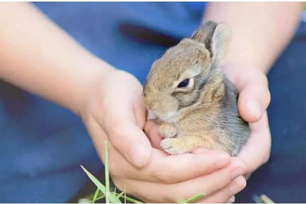 兔子应激后果，可能出现不吃不喝、烦躁不安等表现