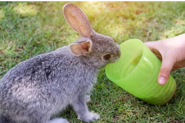 兔子应激后果，可能出现不吃不喝、烦躁不安等表现