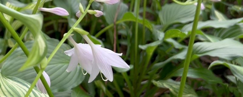 玉簪花的养殖方法，适宜生长在温暖的环境中