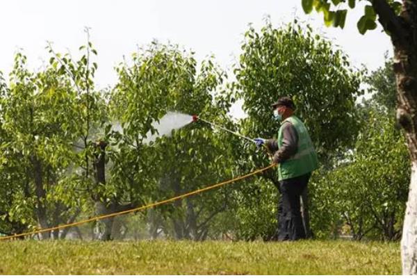 早熟梨防治病虫害的措施，严格进行冬季清园