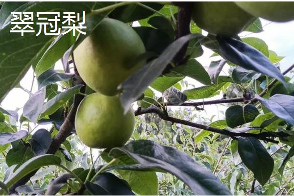 早熟梨防治病虫害的措施，严格进行冬季清园