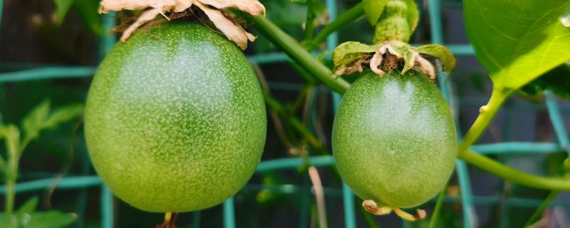 百香果的亩产量，受品种、气候、种植技术等影响