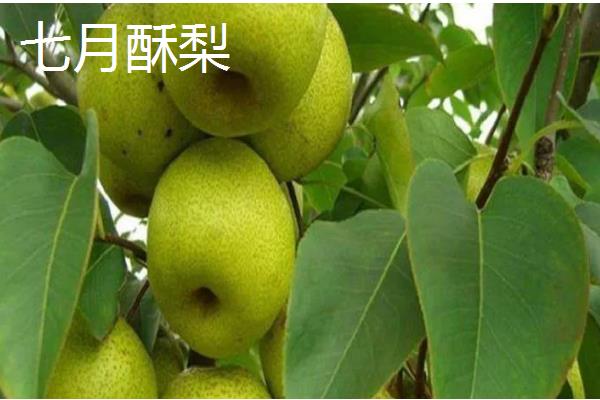 早熟梨防治病虫害的措施，严格进行冬季清园