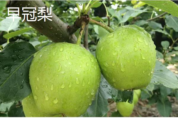 早熟梨防治病虫害的措施，严格进行冬季清园