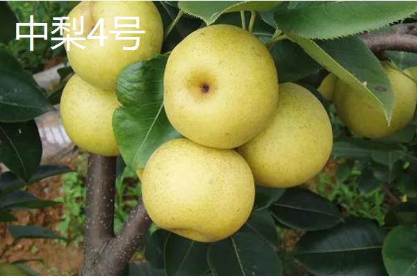 早熟梨防治病虫害的措施，严格进行冬季清园