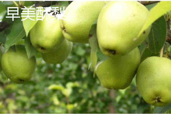 早熟梨防治病虫害的措施，严格进行冬季清园