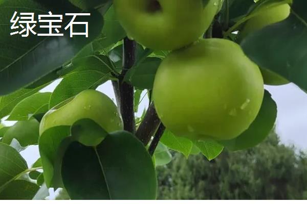 早熟梨防治病虫害的措施，严格进行冬季清园