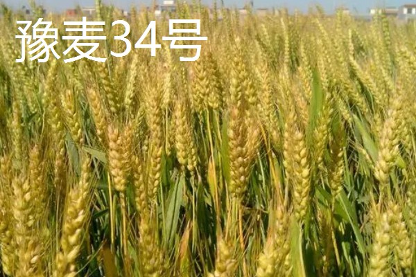 小麦有什么品种,豫麦34号、豫麦41号等品种品质好