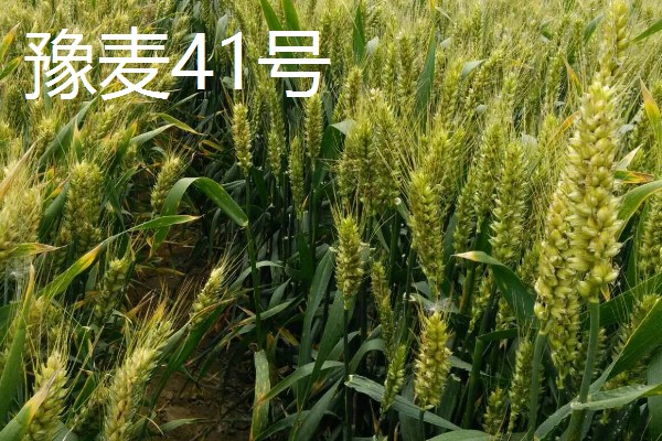 小麦有什么品种,豫麦34号、豫麦41号等品种品质好