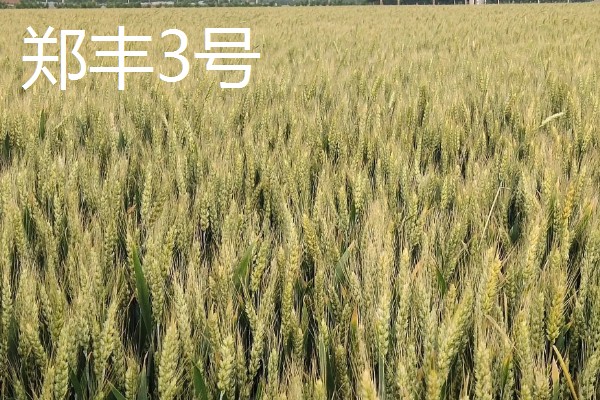 小麦有什么品种,豫麦34号、豫麦41号等品种品质好