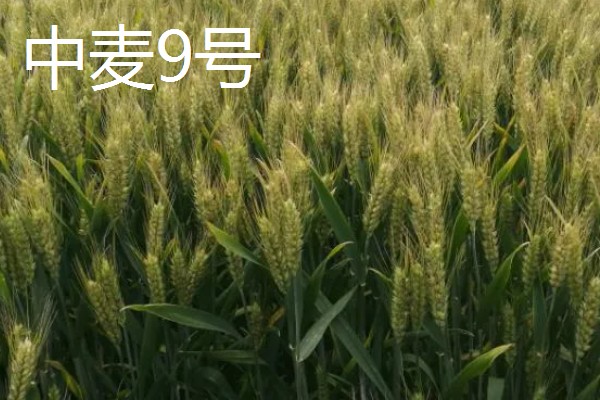 小麦有什么品种,豫麦34号、豫麦41号等品种品质好