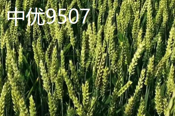 小麦有什么品种,豫麦34号、豫麦41号等品种品质好