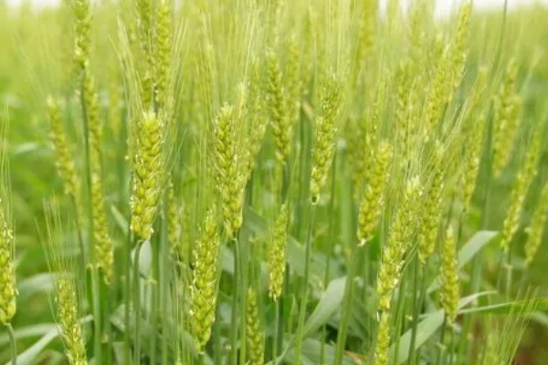 小麦有什么品种,豫麦34号、豫麦41号等品种品质好