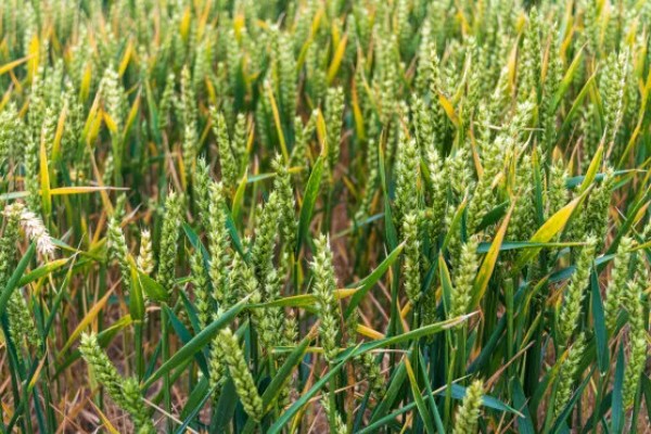 小麦有什么品种,豫麦34号、豫麦41号等品种品质好