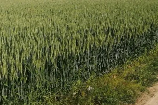 小麦有什么品种,豫麦34号、豫麦41号等品种品质好