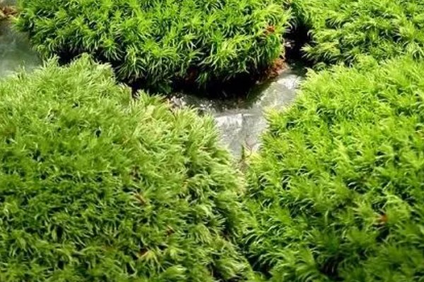 白发藓的养殖方法，喜欢稍微阴暗一些的环境