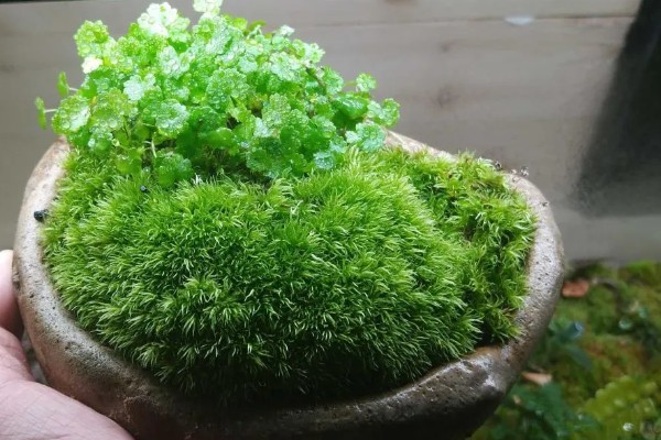 白发藓的养殖方法，喜欢稍微阴暗一些的环境