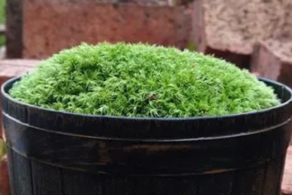 白发藓的养殖方法，喜欢稍微阴暗一些的环境