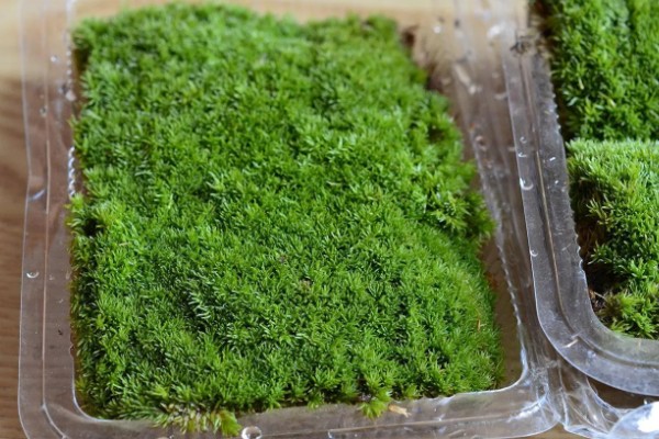 白发藓的养殖方法，喜欢稍微阴暗一些的环境