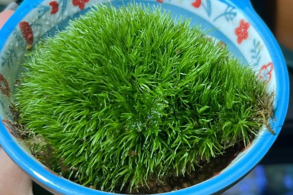 白发藓的养殖方法，喜欢稍微阴暗一些的环境