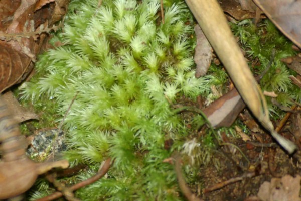 白发藓的养殖方法，喜欢稍微阴暗一些的环境