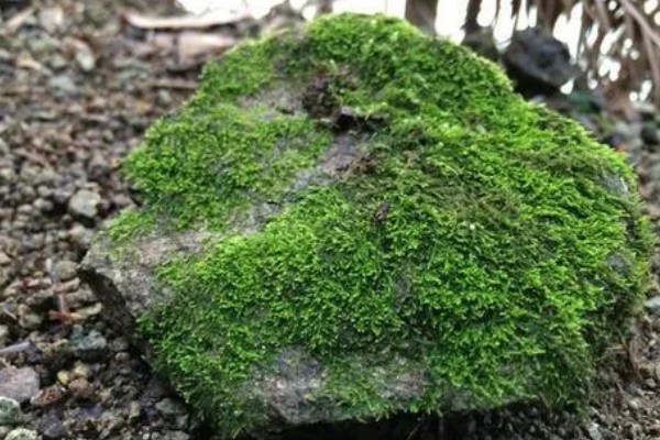 白发藓的养殖方法，喜欢稍微阴暗一些的环境