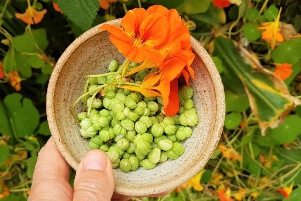 旱金莲的种植方法，种子要均匀的撒播在土中
