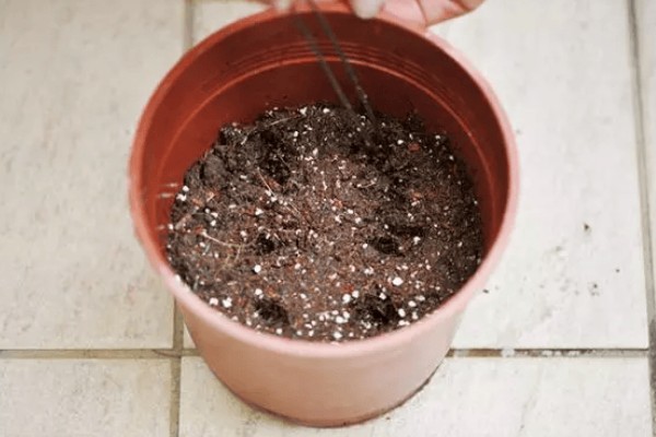 旱金莲的种植方法，种子要均匀的撒播在土中