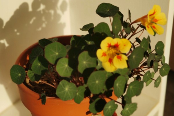 旱金莲的种植方法，种子要均匀的撒播在土中