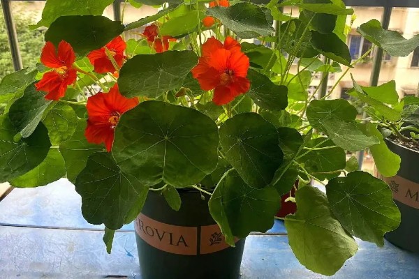 旱金莲的种植方法，种子要均匀的撒播在土中