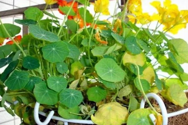 旱金莲的种植方法，种子要均匀的撒播在土中