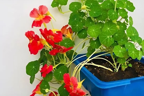 旱金莲的种植方法，种子要均匀的撒播在土中